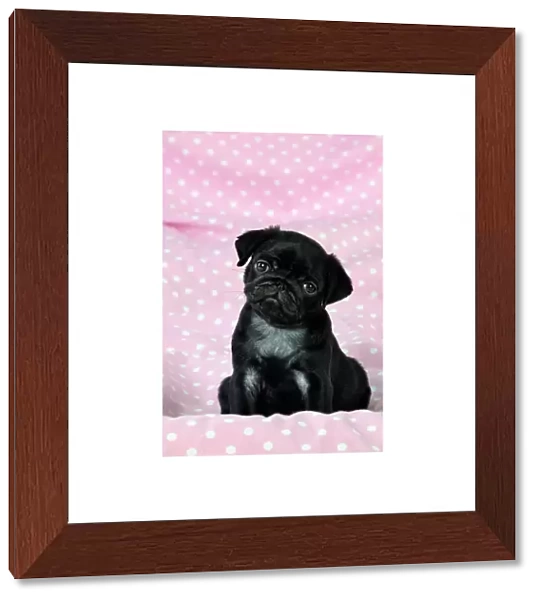 DOG. Black Pug puppy ( 8 wks old ) Digital Manipulation: background peech to pink