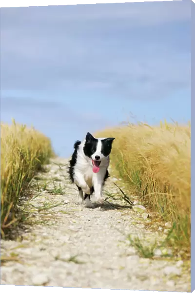 Dog. Border Collie running down path through field
