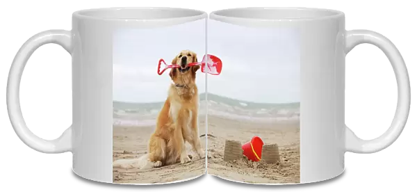 DOG. Golden retriever holding spade with sandcastles