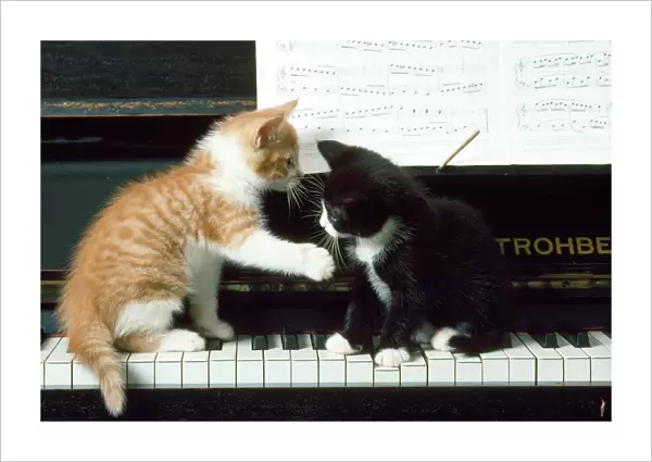 Cat - kittens on piano