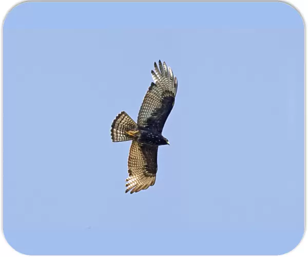 Zone-tailed Hawk in flight. Nayarit Mexico