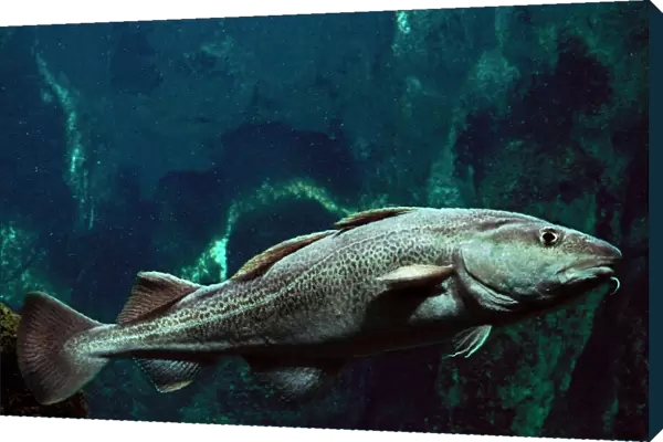 Atlantic Cod Fish Underwater