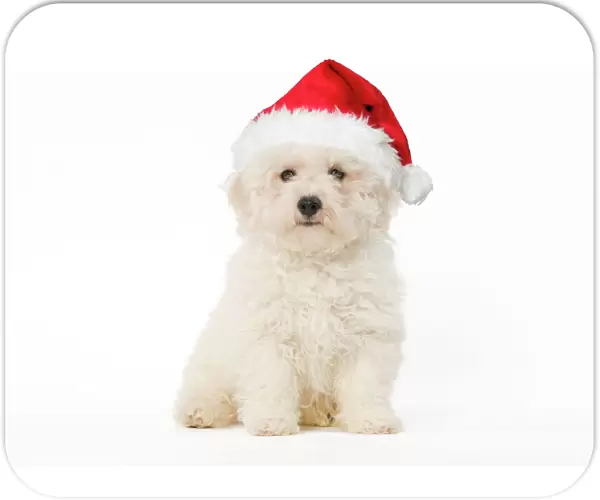 Dog - Bichon Frise - puppy sitting in studio wearing Christmas hat Digital Manipulation: Hat (Su)