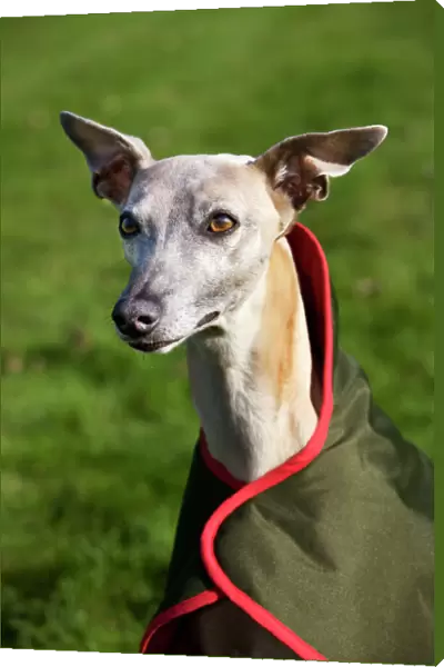 Whippet with coat