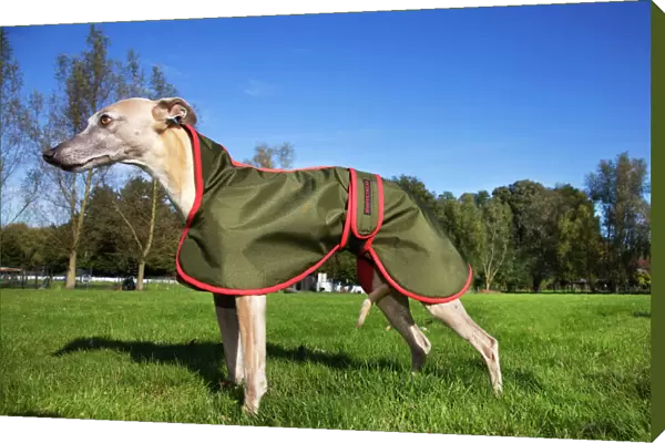 Whippet with coat