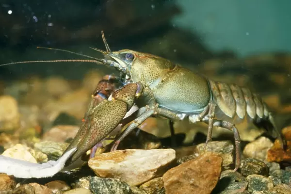 Noble Crayfish - freshwater Europe