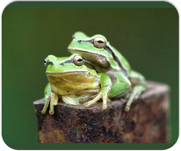 Common Tree Frog (Hyla arborea), mating pair. Cyprus
