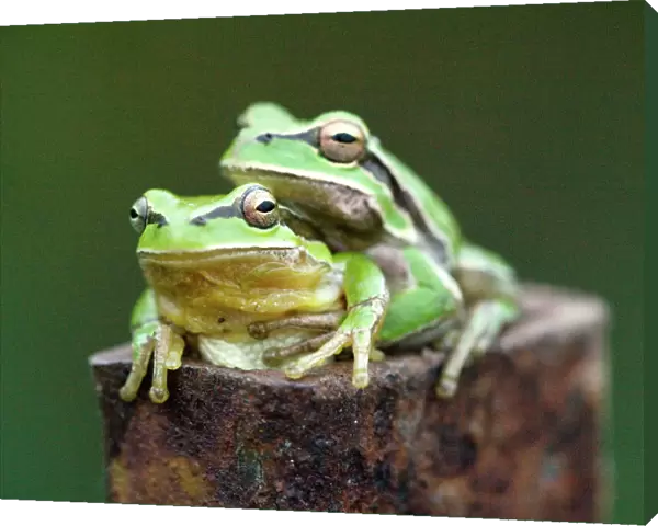 Common Tree Frog (Hyla arborea), mating pair. Cyprus