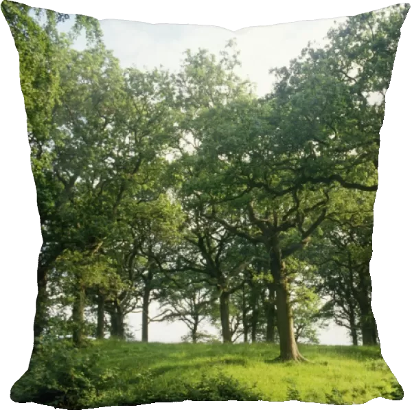 Mature Oak - spinney, summer