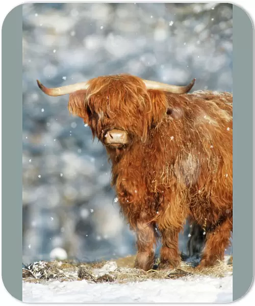 Scottish Highland Bull - in snow, Lower Saxony, Germany Digital Manipulation: added falling snow, removed dark areas