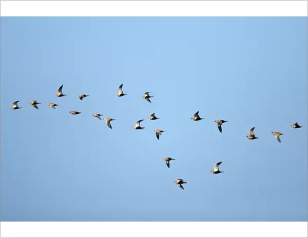 Black-Bellied Sandgrouse - flock in flight, NP Herdade de Sao Marcos Great Bustard Reserve, beside Castro Verde, Alentejo, Portugal
