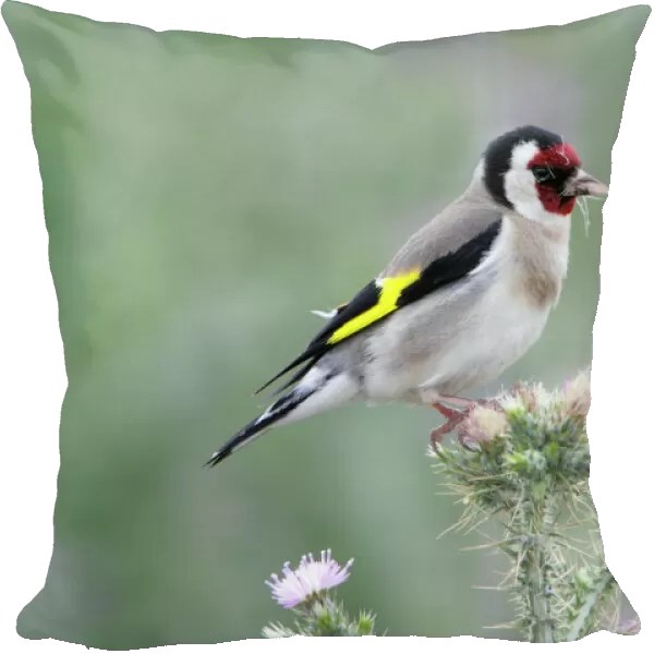 Goldfinch - feeding on thistle seeds, Lower Saxony, Germany