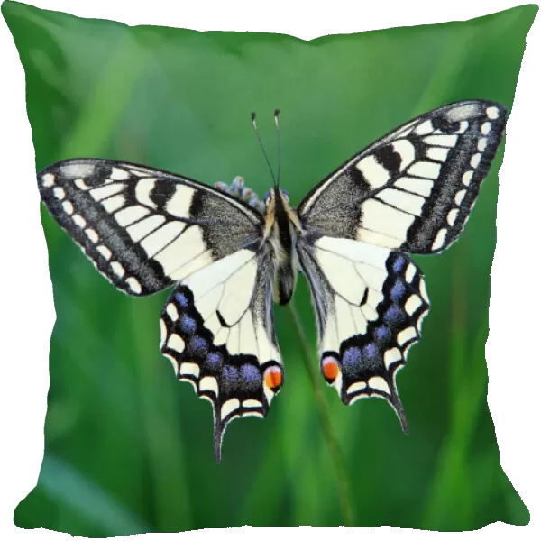 Butterfly, Swallowtail - resting on plant, Lower Saxony, Germany