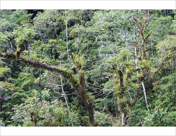 San Isidro Tropical Rainforest. Andes - Merida