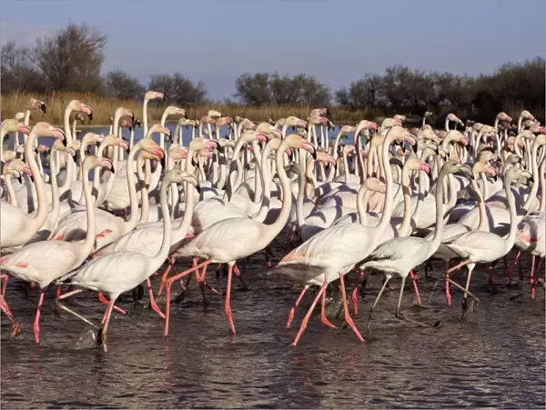 Greater Flamingo - group standing in water - Parc Ornithologique du Pont de Gau - Saintes Maries de la mer - Camargue - Bouches du Rhone - France