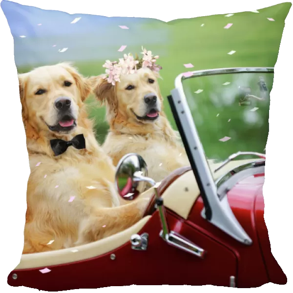 Golden Retriever Dog - wedding couple in car Digital Manipulation: Dog on right (JD) bow tie (JD) Flowers (JD)