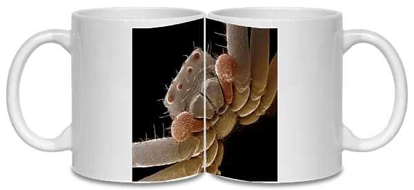 Scanning Electron Micrograph (SEM): Crab Spider, Magnification x 140 (A4 size: 29. 7 cm width)