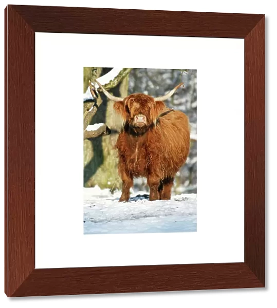 Scottish Highland Cow - in snow, Lower Saxony, Germany