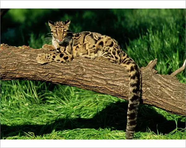 Clouded Leopard - resting on fallen tree - Distribution: Nepal -s China. Sumatra, Borneo and Taiwan