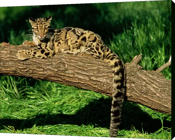 Clouded Leopard - resting on fallen tree - Distribution: Nepal -s China. Sumatra, Borneo and Taiwan