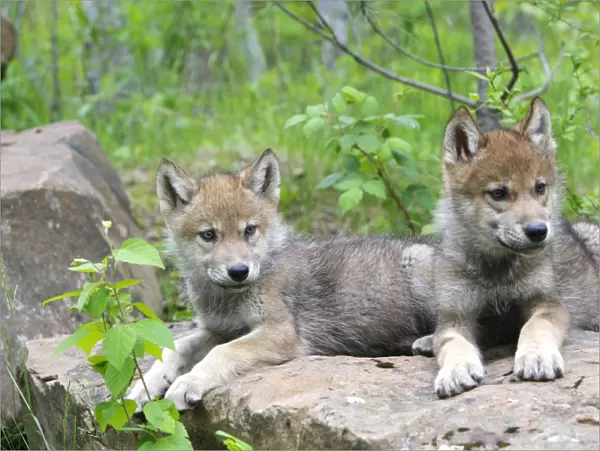 Timber  /  Grey Wolf - cubs. Minnesota - USA