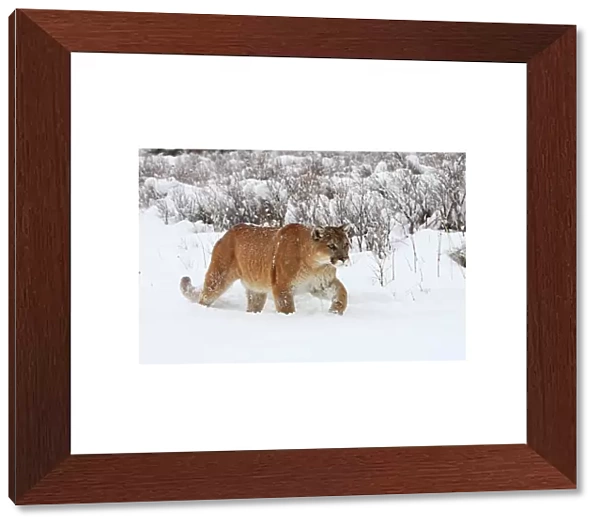 Cougar  /  Mountain Lion  /  Puma - in snow. Montana - USA