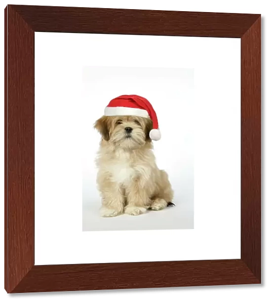 DOG - Lhasa Apso - 12 week old puppy with Christmas hat Digital Manipulation: Hat JD