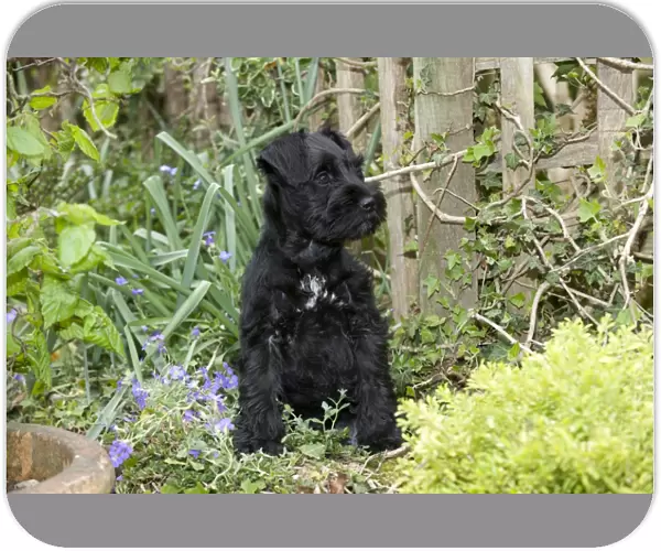 Dog - Miniature Schnauzer - 10 week old puppy - sitting in garden