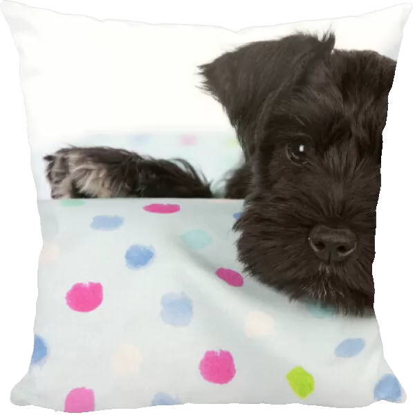 Dog - Miniature Schnauzer - 10 week old puppy - lying down on sofa