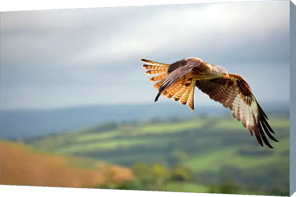Red Kite - in flight - Wales - UK