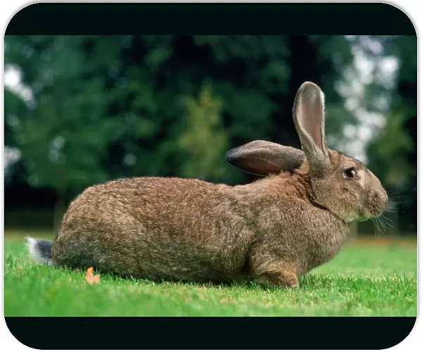 Flemish Giant Rabbit Domestic breed