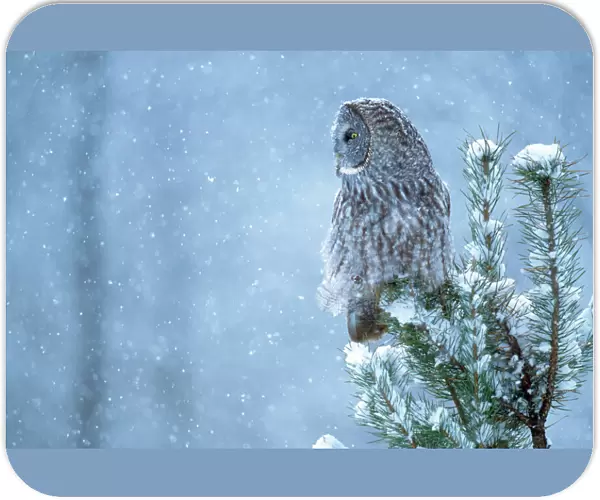 Great Gray Owl - in snow