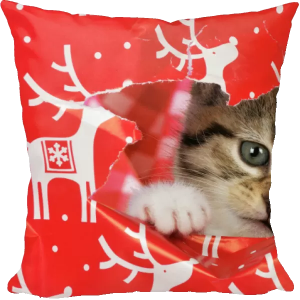 CAT. Kitten looking through hole in christmas wrapping paper Digital Manipulation: removed highlight reflections. Changed baclground check from pink to red