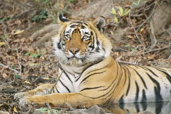 Bengal Tiger JVG 3376 Young male, 3 years old. Panthera tigris tigris © Joanna Van Gruisen  /  ARDEA LONDON