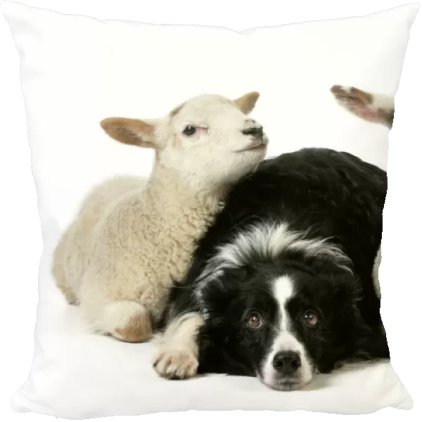 DOG & LAMB. Border collie sitting between two cross breed lambs