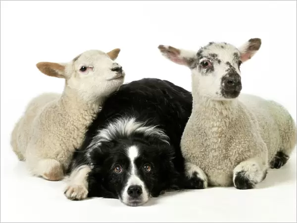 DOG & LAMB. Border collie sitting between two cross breed lambs