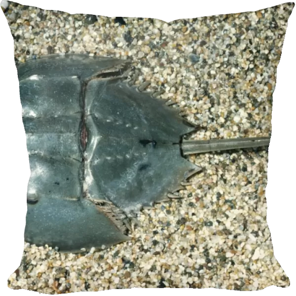 Horseshoe Crab KEL 264 Ocean bottom, East coast of Florida (Merostomata) (Limulus polyphemus) © Ken Lucas  /  ARDEA LONDON