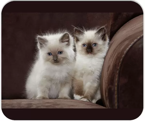 Cat - two Ragdoll kittens