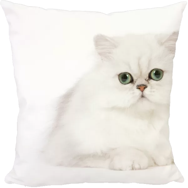 Cat - Silver Shaded Persian kitten in studio