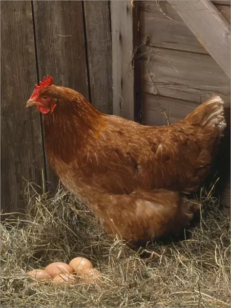 Chicken - hen with eggs