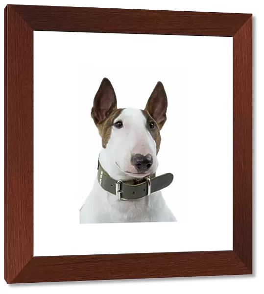 Dog - English Bull Terrier - with collar