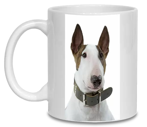 Dog - English Bull Terrier - with collar