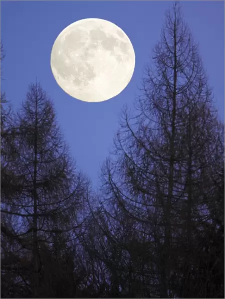 Autumn Full Moon - raising above forest skyline, Lower Saxony, Germany