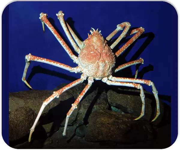 Giant Japanese Spider Crab