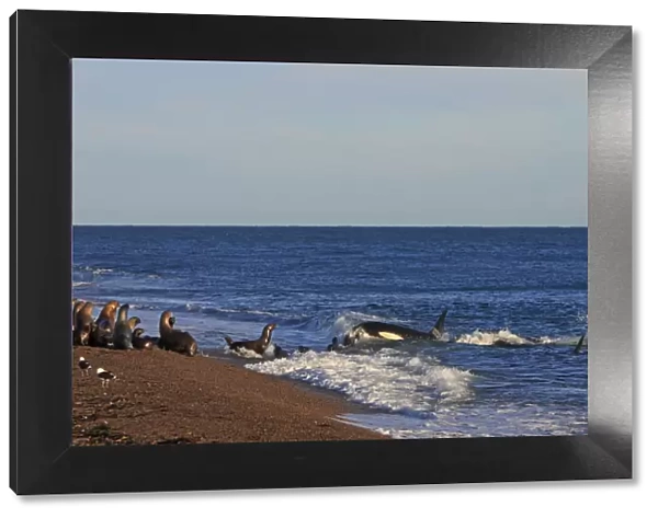 Killer Whale - attacking sealion on beach. Valdes peninsula - Argentina