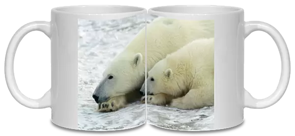 Polar Bear - adult & young
