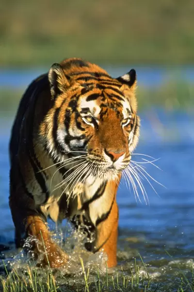 Bengal  /  Indian Tiger - walking in water