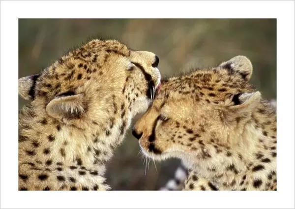 Cheetah - two showing affection. Maasai Mara - Kenya