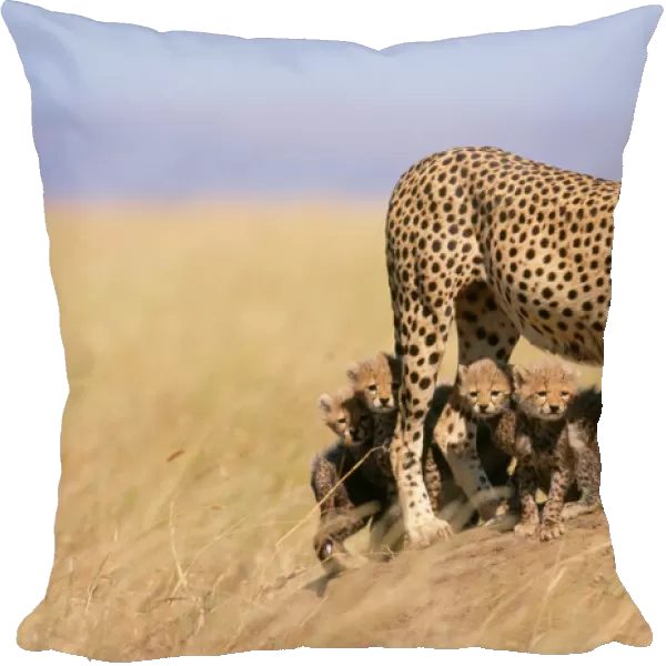 Cheetah - with 6 week old cubs, endangered species