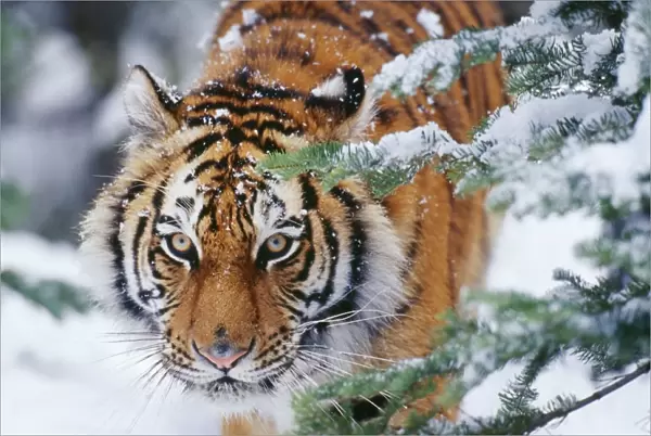 Siberian  /  Amur TIGER - close-up of face